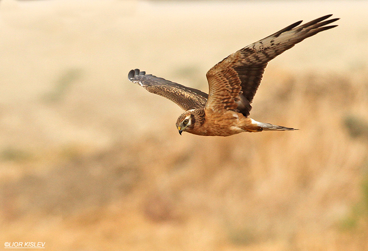 Montagus Harrier Circus pygargus  Jordan valley ,  October  2013 Lior Kislev